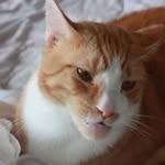 Chol Chong - @chong.chol - Instagram