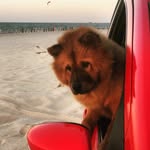 🐻🎀 Layla 🎀🐻 - @chow_layla - Instagram