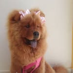 Chow- Chow Laylla Ester 🐕❤ - @chow_laylla1 - Instagram