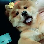 Layka chow - @chow_layka - Instagram