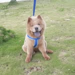 Layon 🐶🦁 - @chow_layon_chow - Instagram
