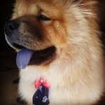layonchow - @chowlayon - Instagram