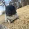 Chowman.DogGod - @casonovachowman - TikTok