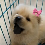 Chow chowmin - @chow.chowmin - Instagram