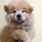 Chow Min 炒麵 - @chowminthedog - Instagram