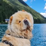 𝕄𝕠𝕨𝕘𝕝𝕚  𝒕𝒉𝒆 𝒄𝒉𝒐𝒘𝒄𝒉𝒐𝒘 🐕🇳🇱 - @chow.mowgli - Instagram