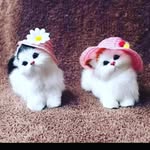 princy_babu_ - @_chow_mow_2 - Instagram