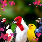 Chow Ping - Facebook