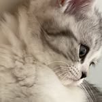 @cute_chowpingping - Instagram