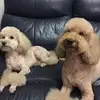 Ping Chow - @pingchow248 - TikTok