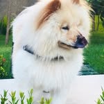 🐶 Chow Duque Show ❤️ - @chow_duque_show - Instagram