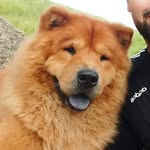 🐶 Lion, ChowChow 🐶 - @lion_chowshow - Instagram
