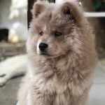 Chloe - @chloe.chowshow - Instagram