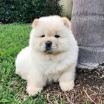 CHOW-CHOW || Amor de 4 patas - @love_chowshow - Instagram