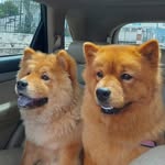 Chow chow Bella e Perola - @chow_show_bellaeperola - Instagram