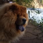 Chow Chow Show - @chow.chow.show - Instagram