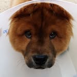 chow show - @chowshow22 - Instagram