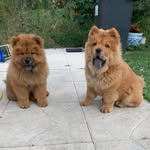 @chow_show_chow - Instagram