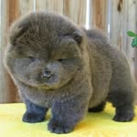 ChowChow - @chow_show - Instagram