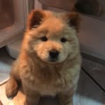 Kiara 🐶 Chow Chow Blogueirinha - @chowshowkiara - Instagram