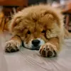 Luna Chow Chow - @lunathechowchowshow - TikTok
