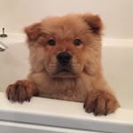Napoleon 🦁💙 - @napoleon_the_chow_show - Instagram