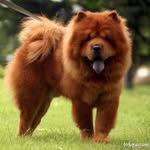 Show Chow - @show_chow - Instagram