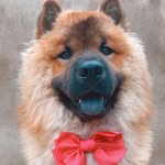 Simba - @simba.chowshow - Instagram