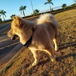 Ursos - @chow_shows - Instagram