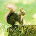 Choy Chan - Facebook