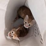 Mak & Cheese + Lucifer Wilson - @mak_n_cheese_wilson - Instagram
