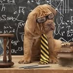 Christopher Abel - @chrisabelschool4dogs - Instagram