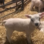 Chris Abernethy - @cabernethy2 - Instagram