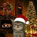 Crist Abella - Facebook