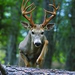 Chris Absher - @absherchris71 - Instagram