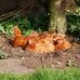 Christine Ackerley - Facebook
