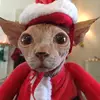 Chris Ackerman - @thecrazychris - TikTok