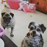 Chris De Agnoli - @topaz_onix - Instagram