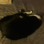 The King of cats - @chris_agosto123445 - Instagram