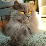 Chris Ahlers - @crazycatsgelsenkirchen - Instagram