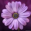 Chris Al - @chris.al95 - TikTok