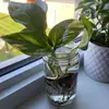 Chris - @chrisalarc0n - TikTok