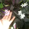 ChrisloveAlberti - @shair484 - TikTok