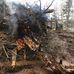 Chris Aldred - Forestry &amp; Excavating - Facebook