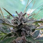 Christopher Allerton - @cannabisandcuisineco - Instagram