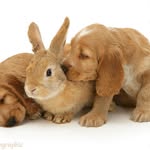 Chris Almeda - @tendingtherabbits - Instagram