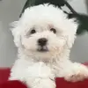 Christina Applebaum - @christinaapplebaum_4176 - TikTok