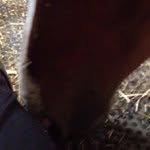 Christine Applebaum - @greerspixe - Instagram