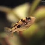 Chris aquatic world🐡🐳🐋🐟🐠 - @chris_aquatics - Instagram