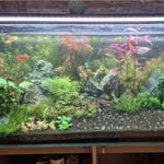Chris Key - @chris_aquascaping - Instagram